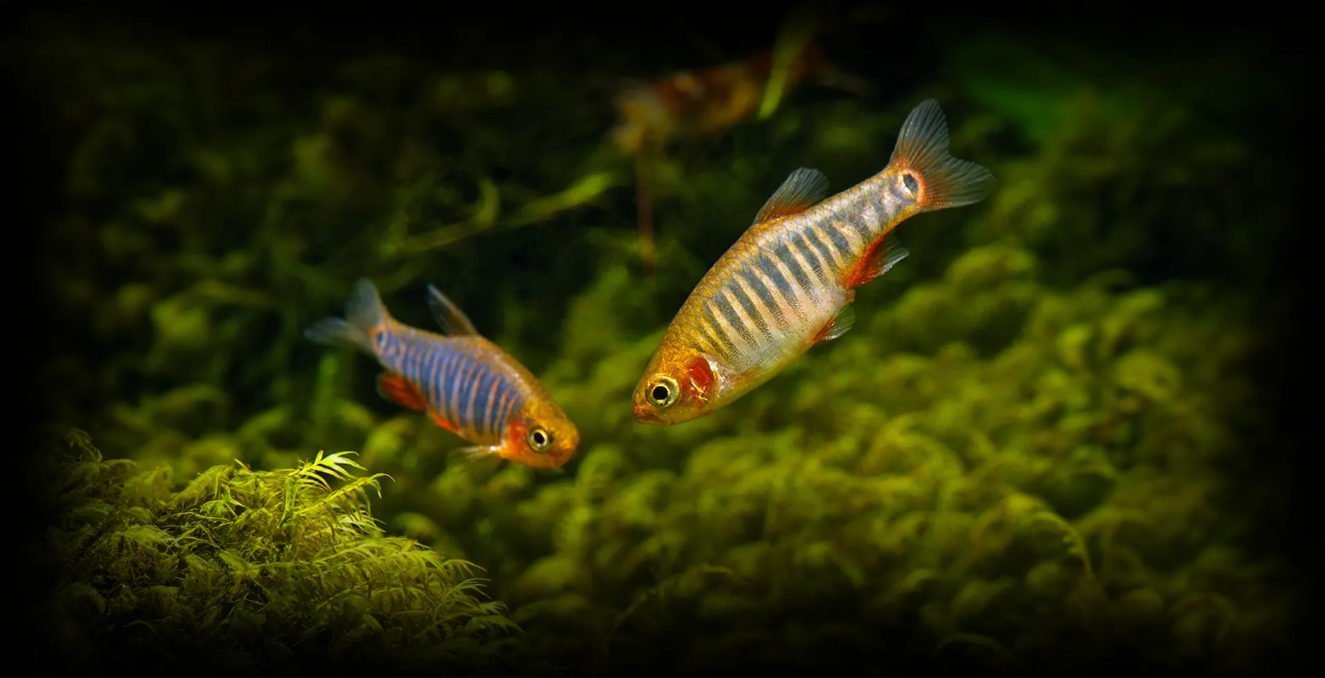 Imagem de fundo de Danio Esmeralda - Poytara